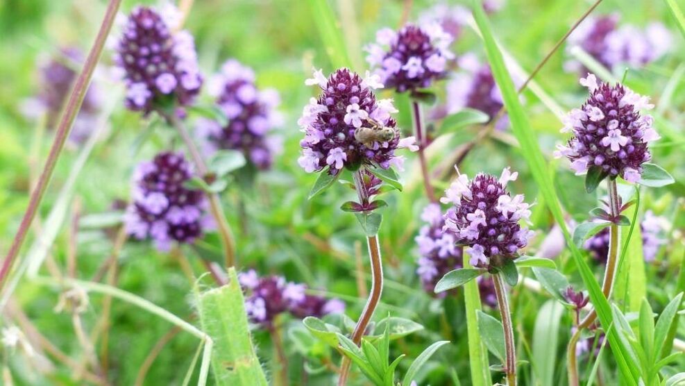 گیاه آویشن برای بزرگ کردن آلت تناسلی